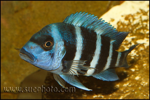 Cyphotilapia gibberosa 'Kakwele'